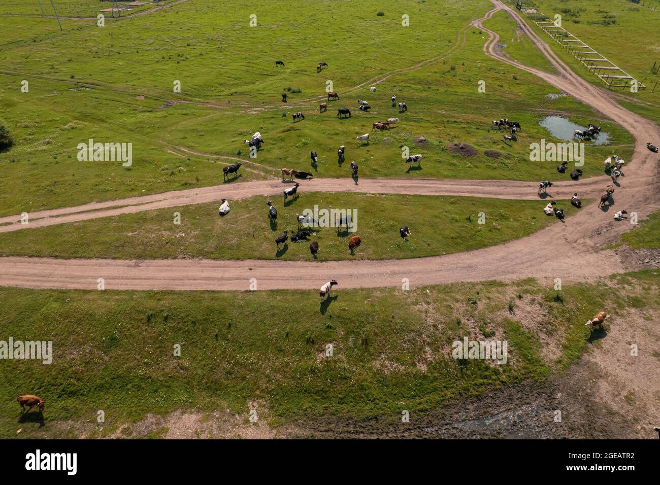 Aerial view of cows herd grazing on pasture field, top view drone pov ...