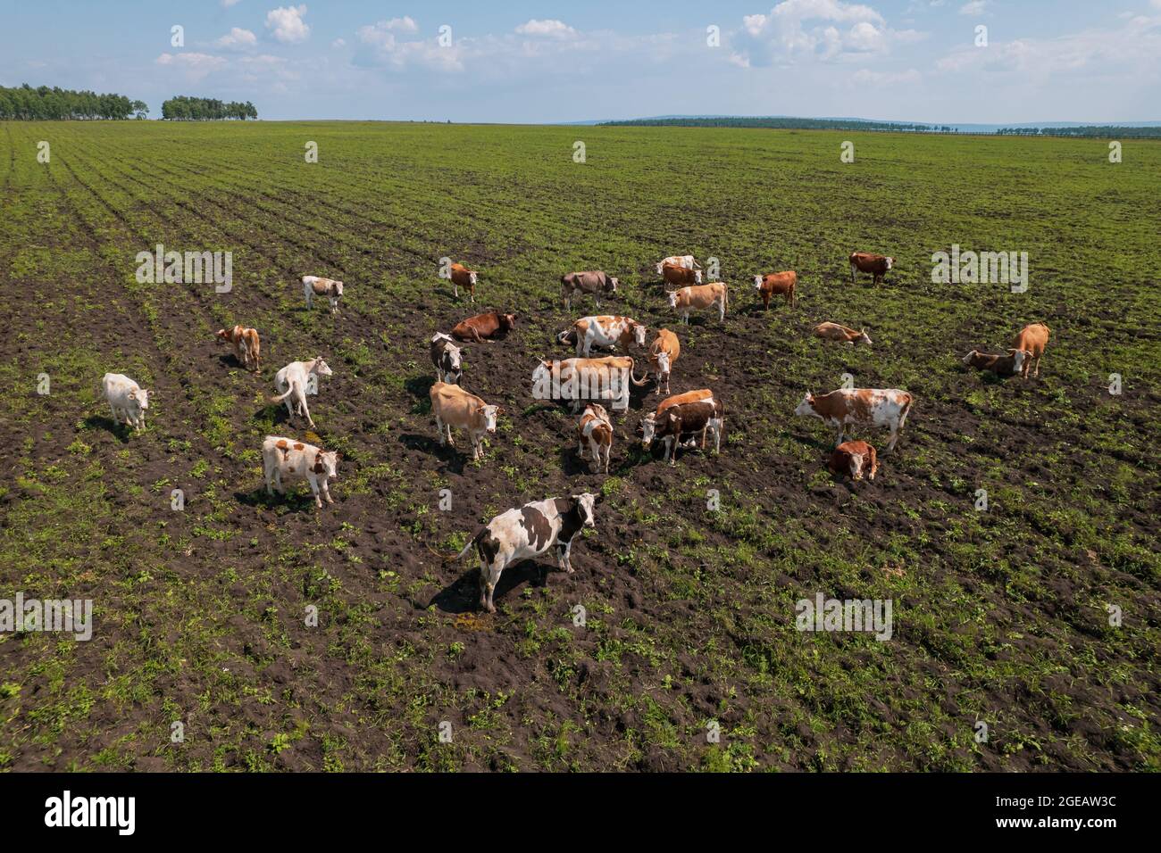 Aerial view of cows herd grazing on pasture field, top view drone pov ...