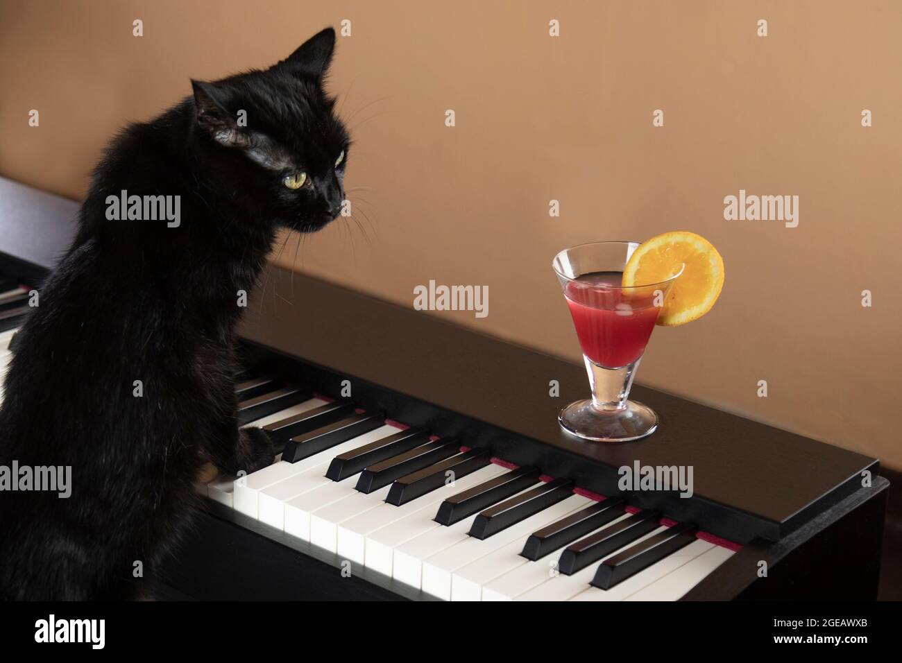 black cat plays the piano and looks at the cocktail Stock Photo - Alamy
