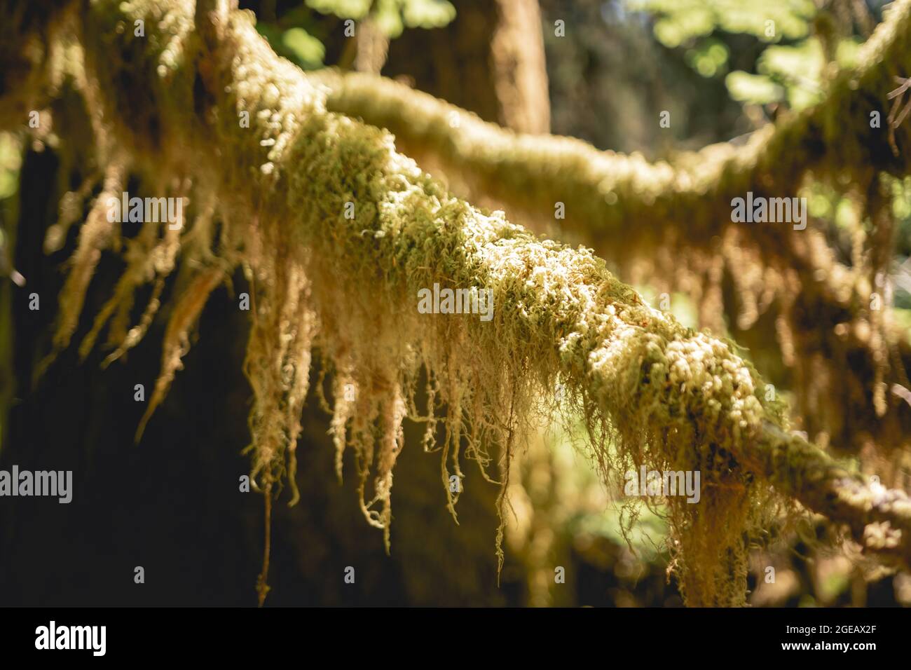Thick moss covering trees in the Hoh Rainforest in Olympic National Park. Stock Photo