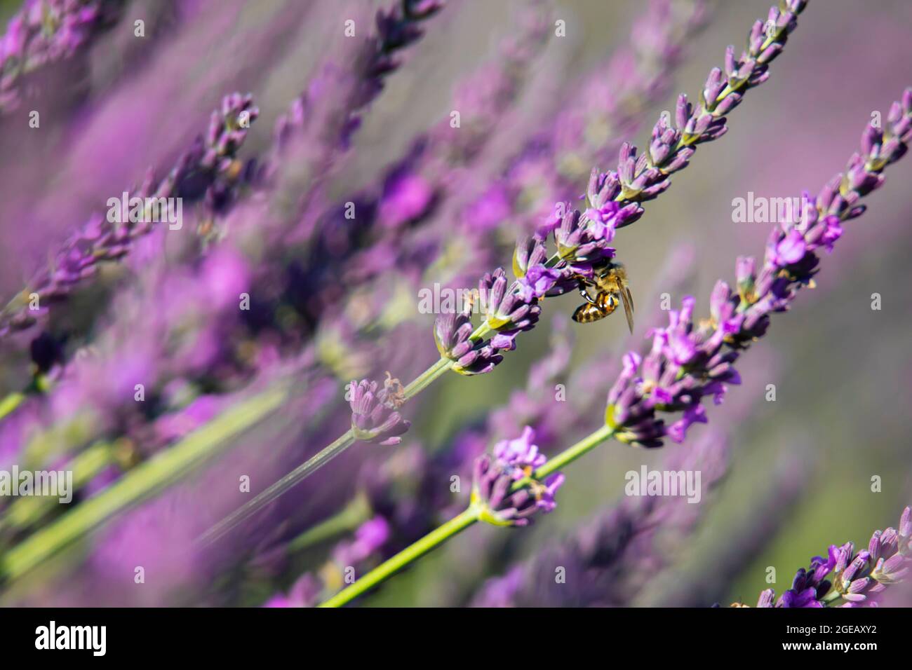 lavender flowers in blooming lavender on a field in summer in Tuscany