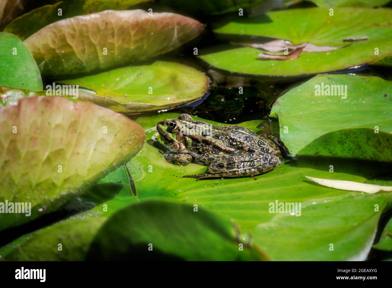 Green frog sitting on a water lily leaf Stock Photo - Alamy