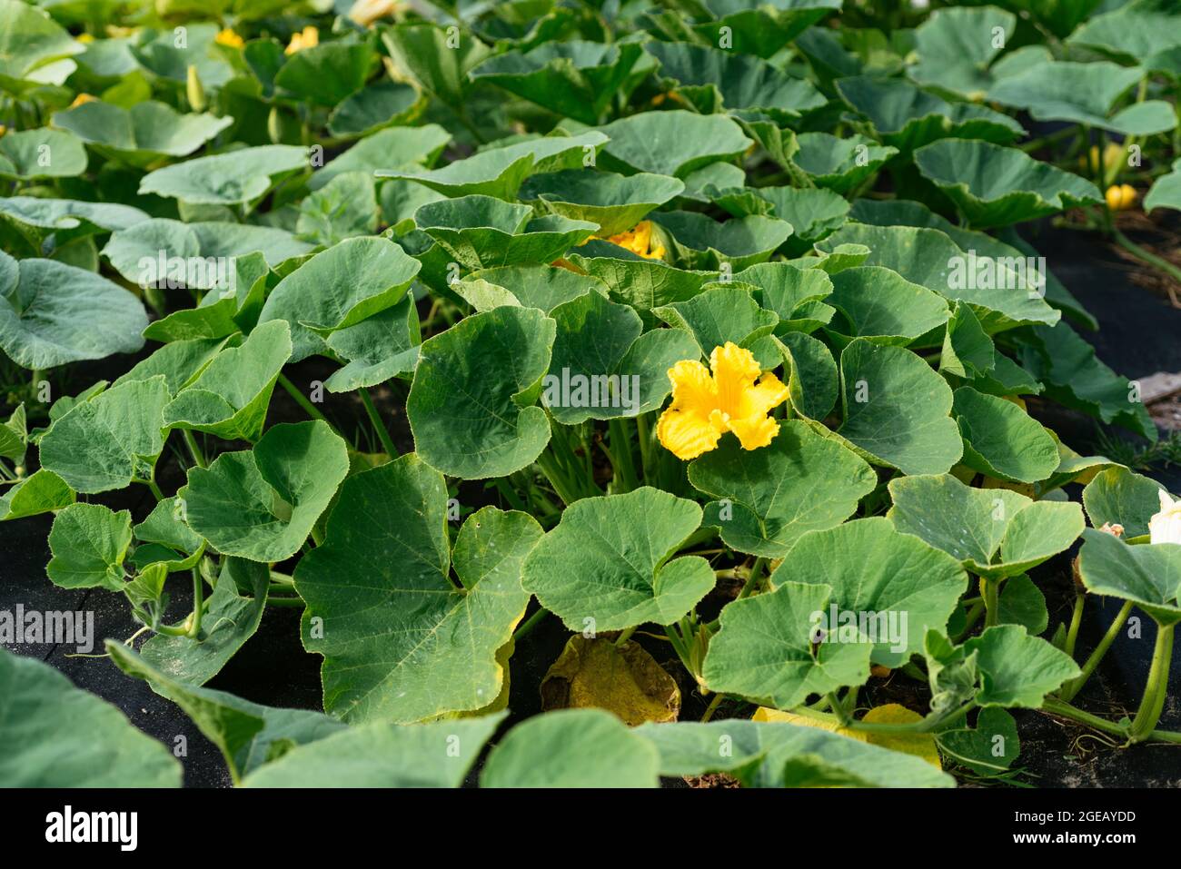 Squash patch with flowering red kuri squash plants in a vegetable garden. Stock Photo