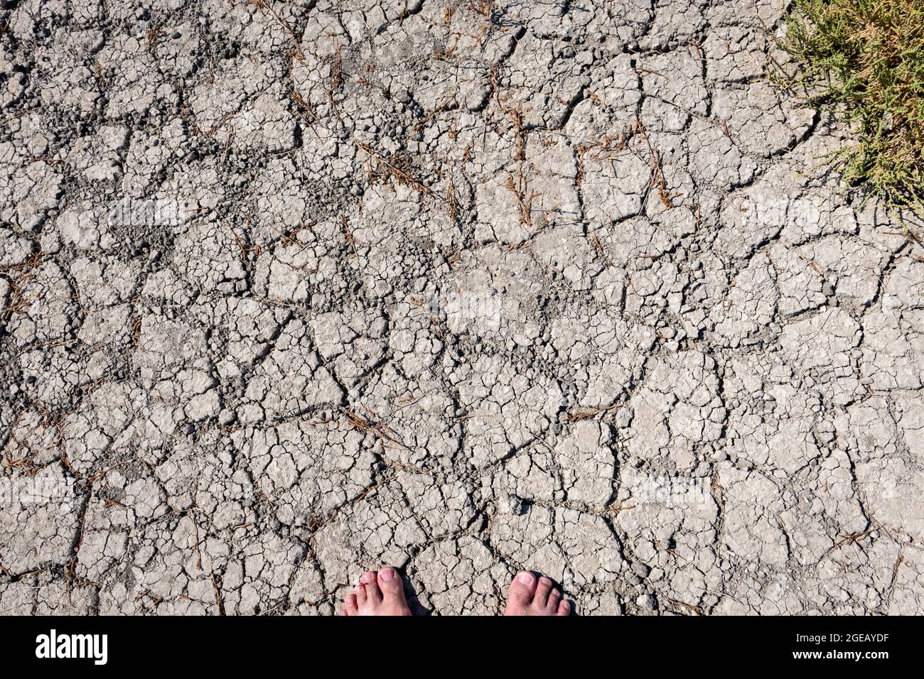 Cracked earth with dying plants. Drought. Climate change. Stock Photo