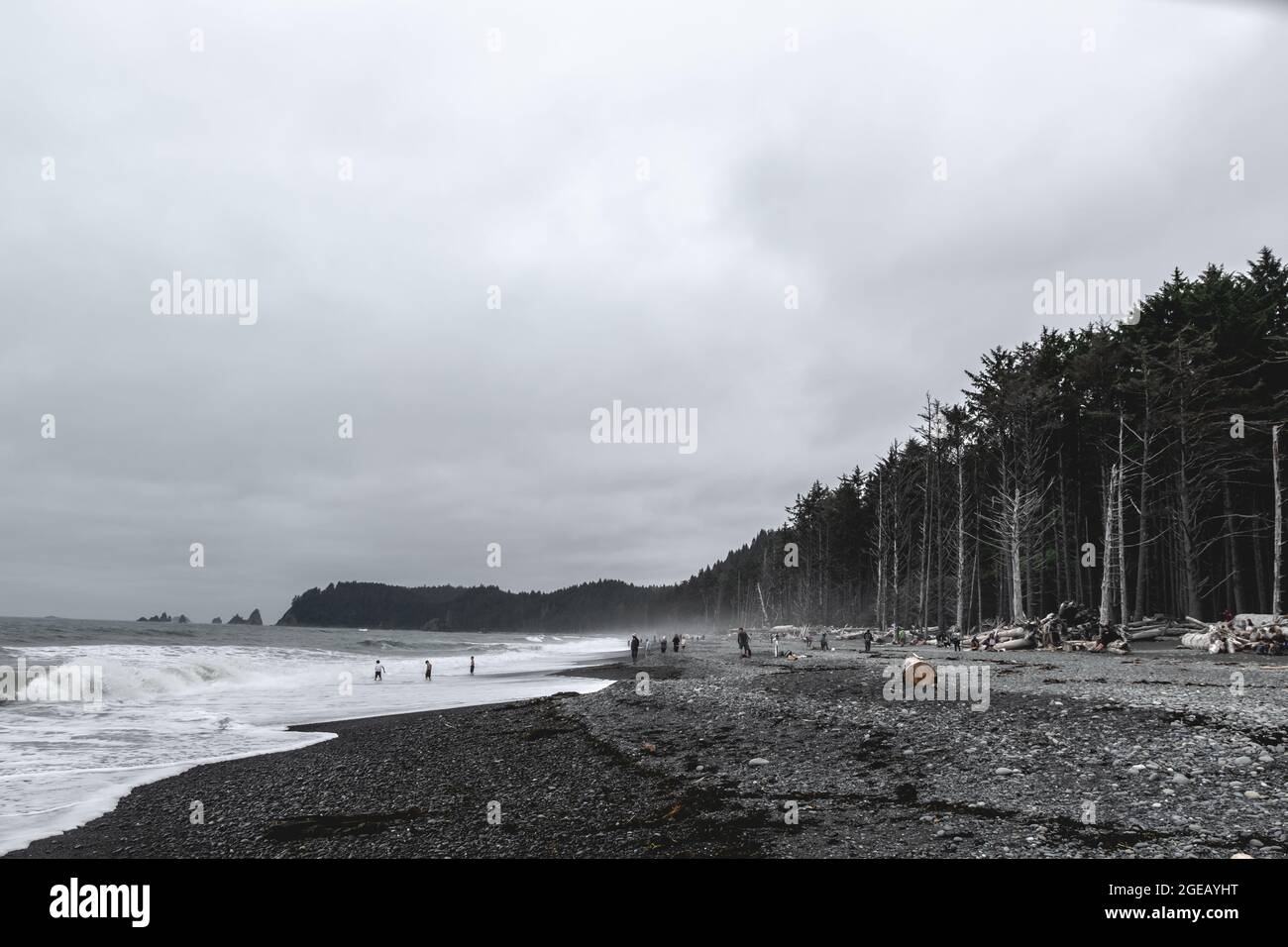 Huge Sitka Spruce trees lining Rialto Beach in Olympic National Park. Stock Photo