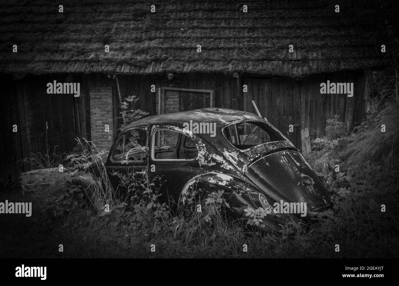 Old black white car in green long grass near old wooden brown barn Stock Photo