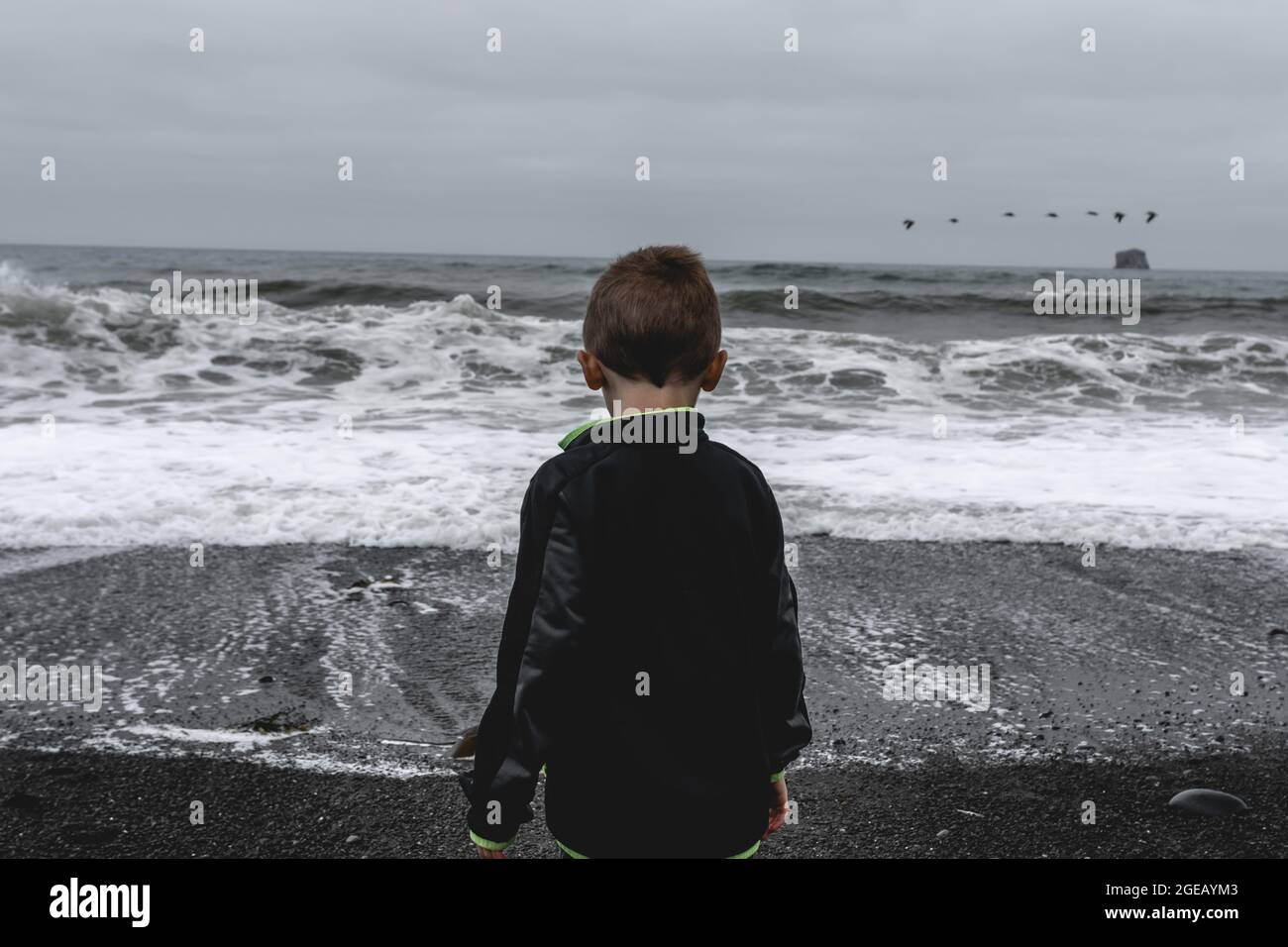 Young boy looking out at the waves on Rialto Beach in Olympic National Park, pelicans flying in the background. Stock Photo