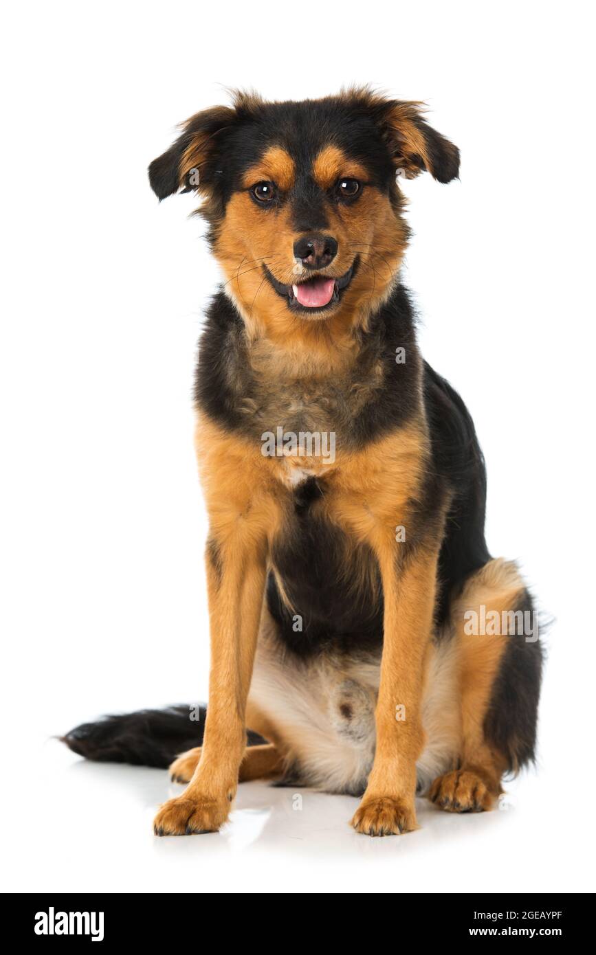 Cute cross breed puppy on white background Stock Photo - Alamy