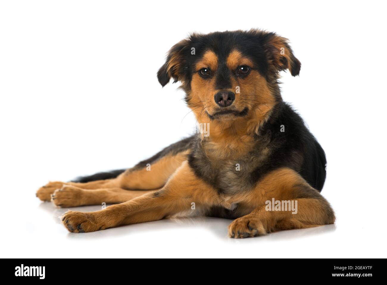 Cute cross breed puppy on white background Stock Photo - Alamy