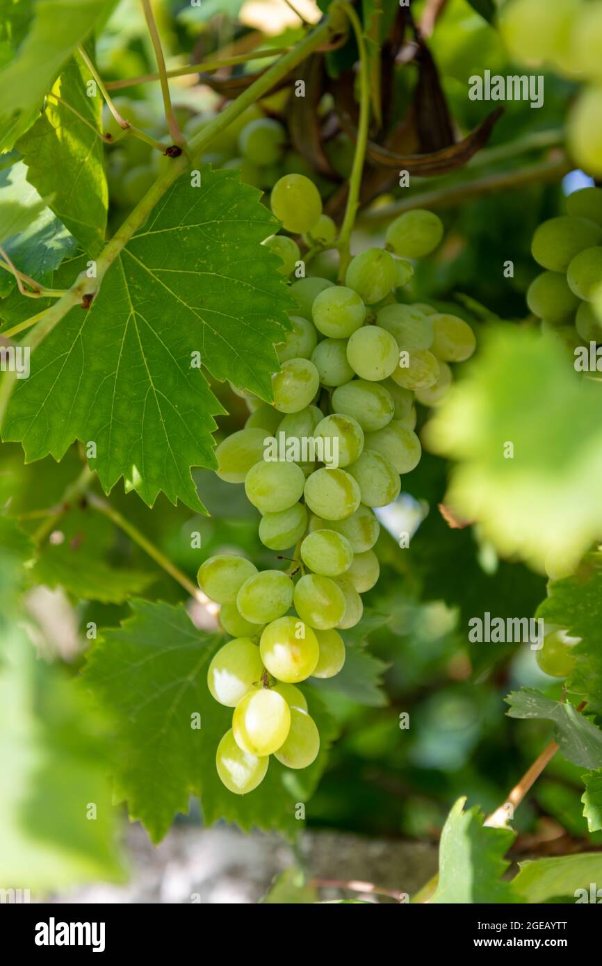 Beautiful ripe green grapes growing on the vine. Stock Photo