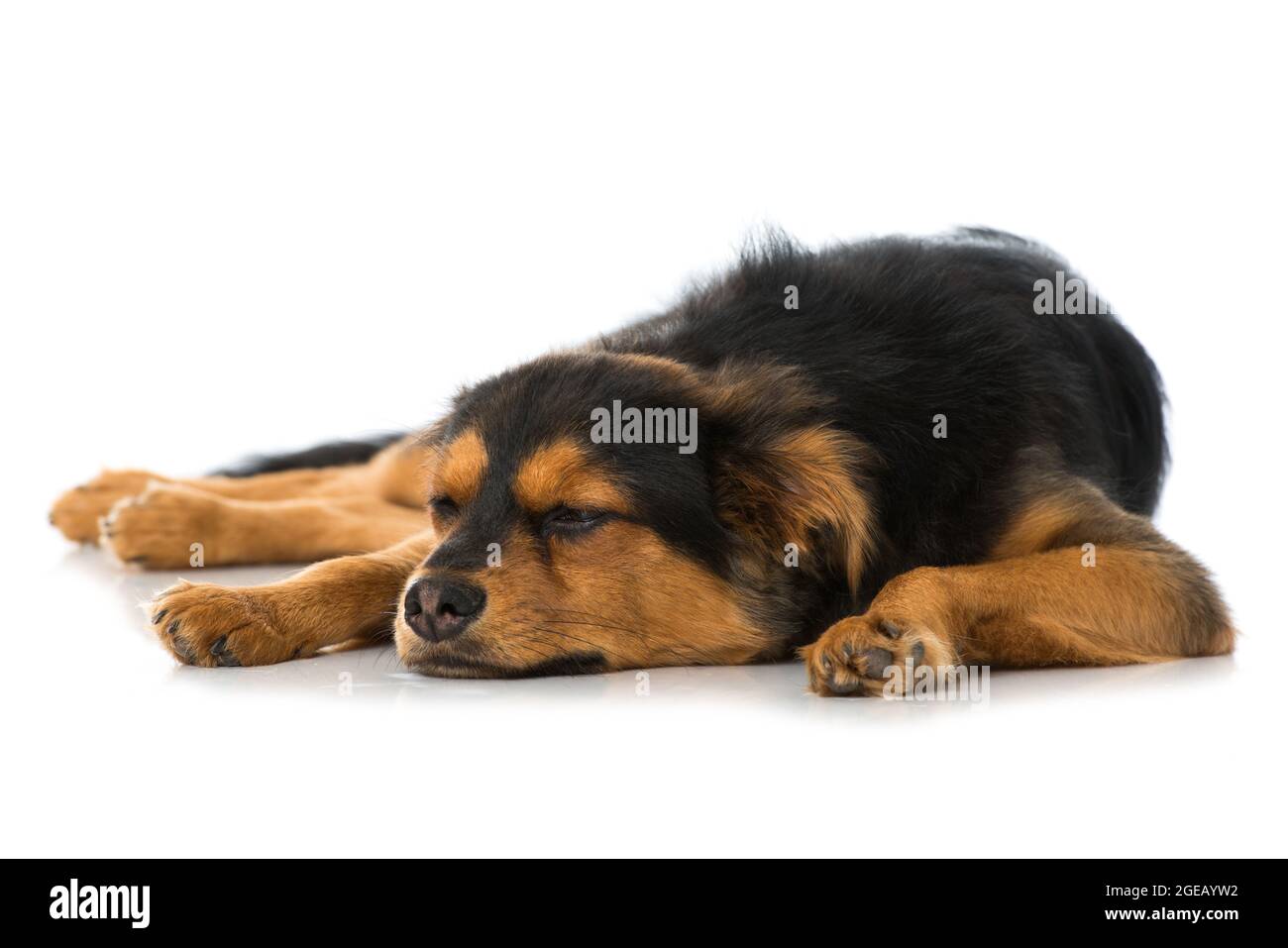 Cute cross breed puppy on white background Stock Photo - Alamy