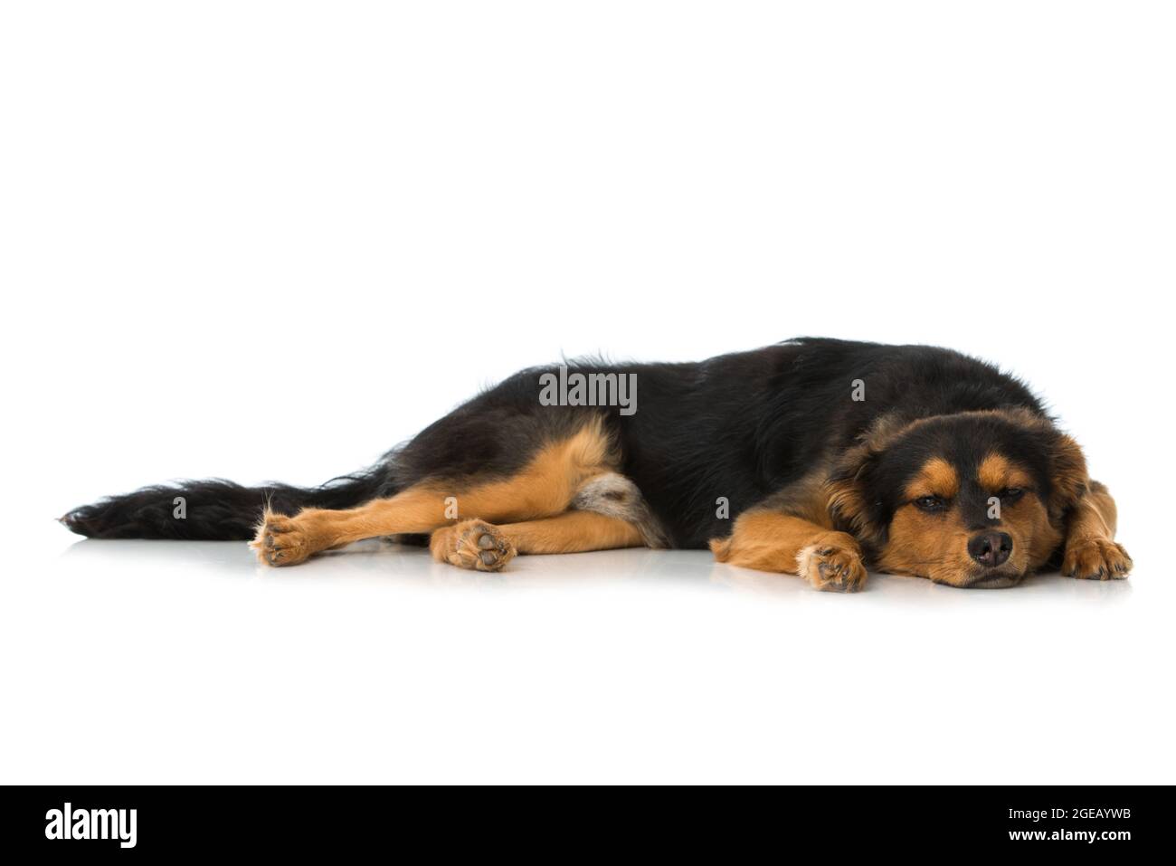 Cute cross breed puppy on white background Stock Photo - Alamy