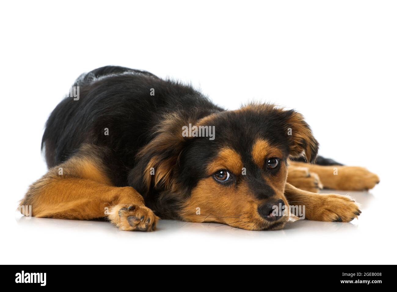 Cute cross breed puppy on white background Stock Photo - Alamy