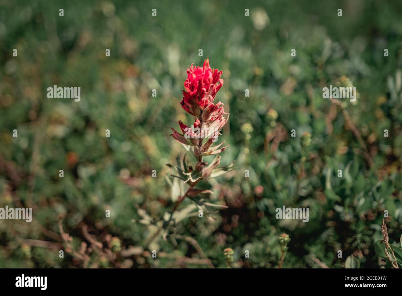 Indian Paintbrush growing along the Naches Peak Loop Trail in Mt. Rainier National Park Stock Photo
