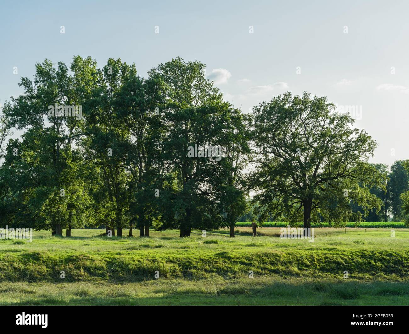 A meadow with trees on a midsummer evening Stock Photo