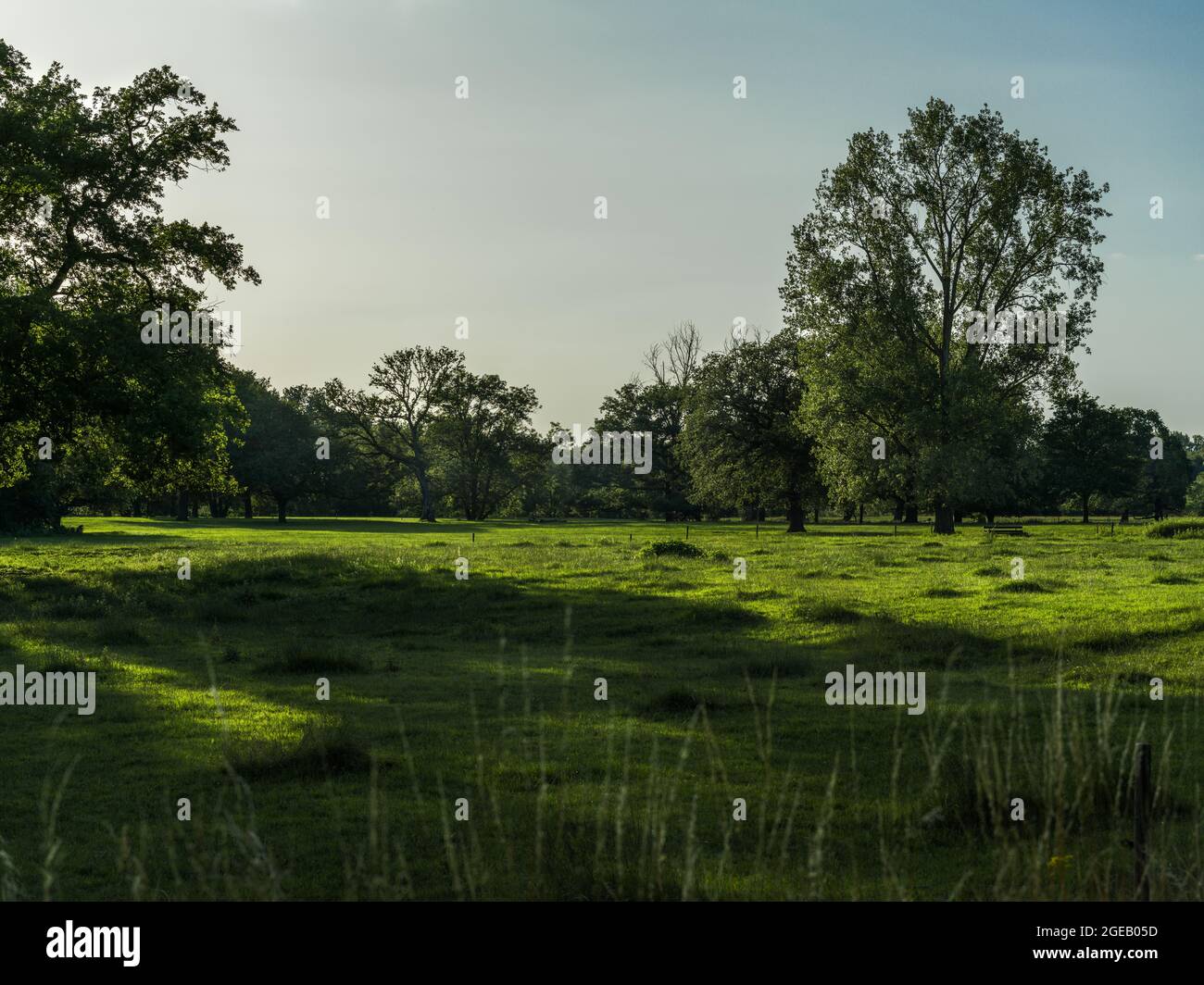 A meadow with trees and long evening shadows. Stock Photo