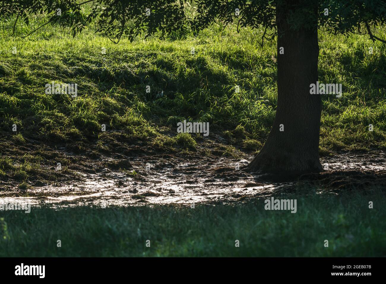 Mud puddle under a tree in a pasture. Stock Photo