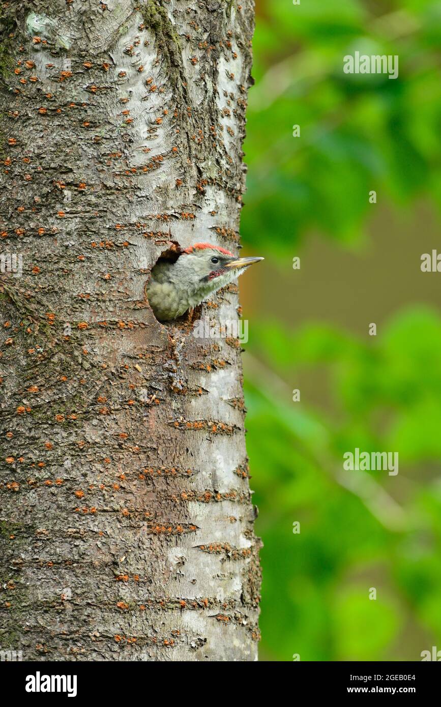 Japanese Green Woodpecker Stock Photo