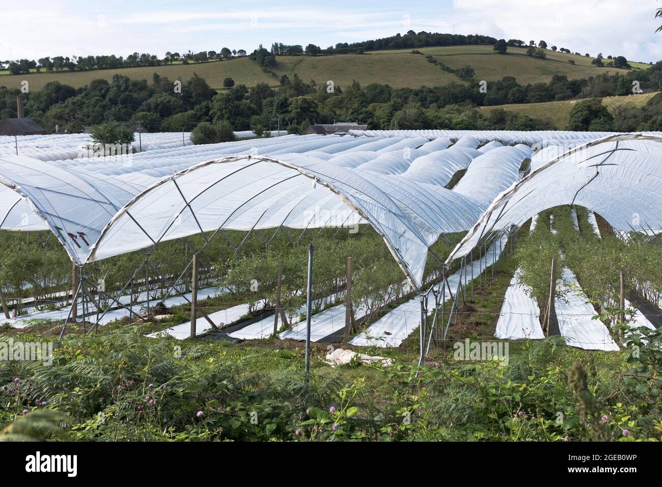 dh Fruit Farm BLAIRGOWRIE PERTHSHIRE Scottish fruits plastic poly tunnels Scotland polytunnels fields UK fruit farm production farms polytunnel crops Stock Photo