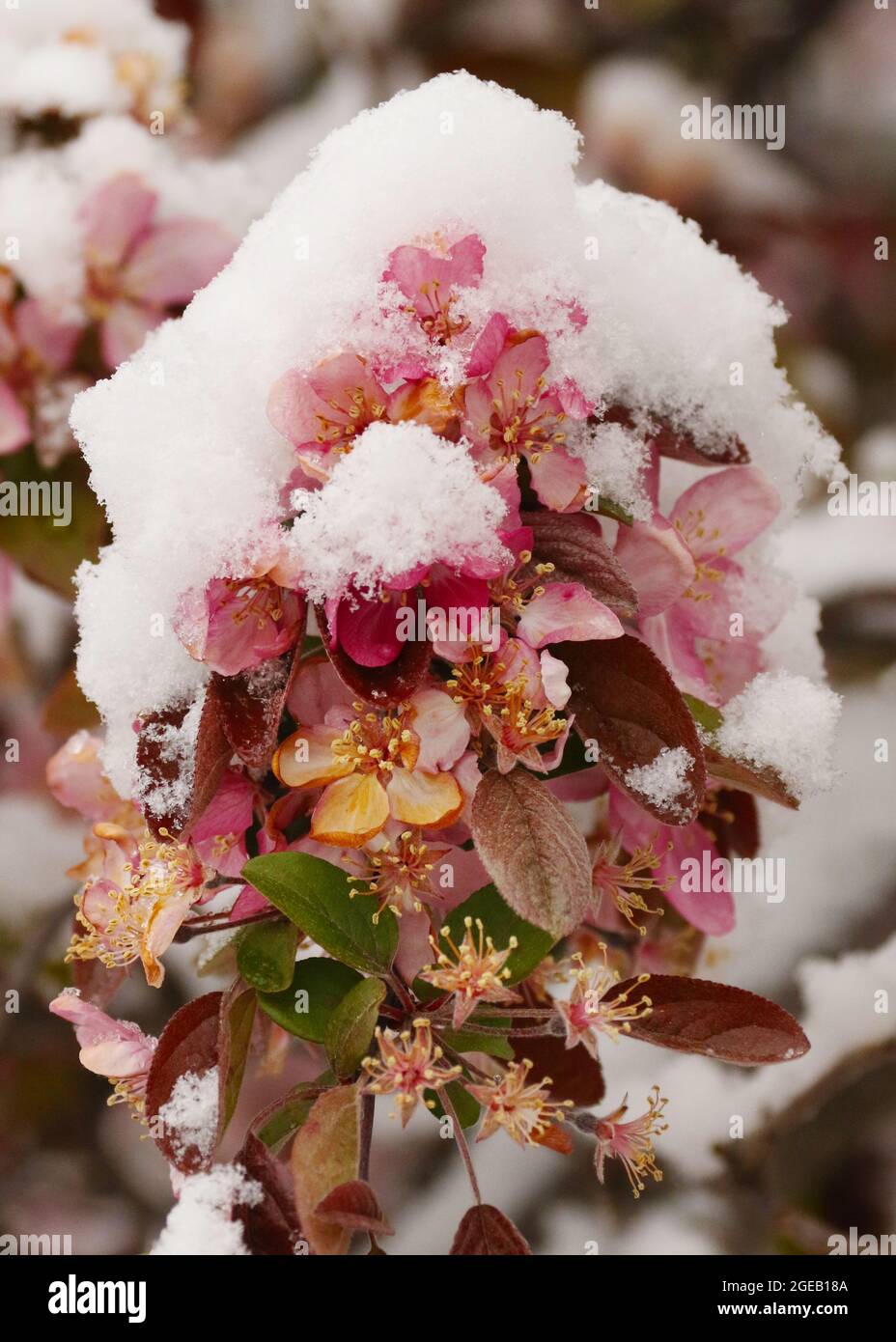 Crabapple tree blossoms in spring snow. Beavercreek, Dayton, Ohio, USA. Stock Photo