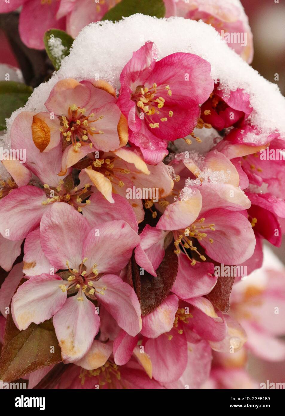 Crabapple tree blossoms in spring snow. Beavercreek, Dayton, Ohio, USA. Stock Photo