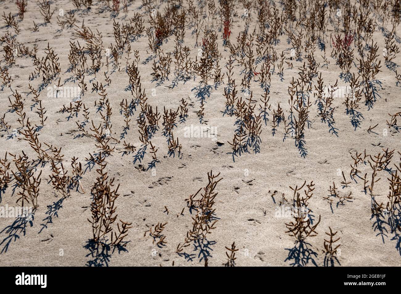Plants dying or dead on arid land brought about by climate change. Stock Photo
