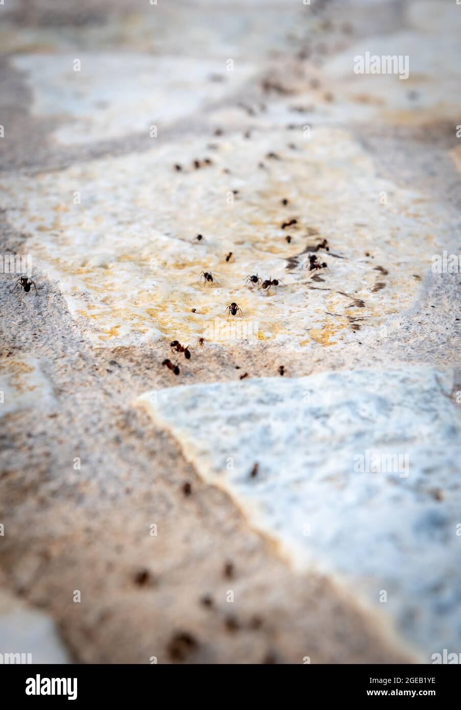 A colony of ants marching in a line. Stock Photo