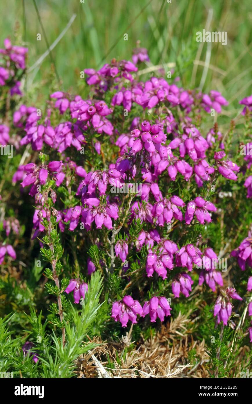 heath, Heidekräuter, Heiden, Eriken, Erica sp., hanga, Europe Stock