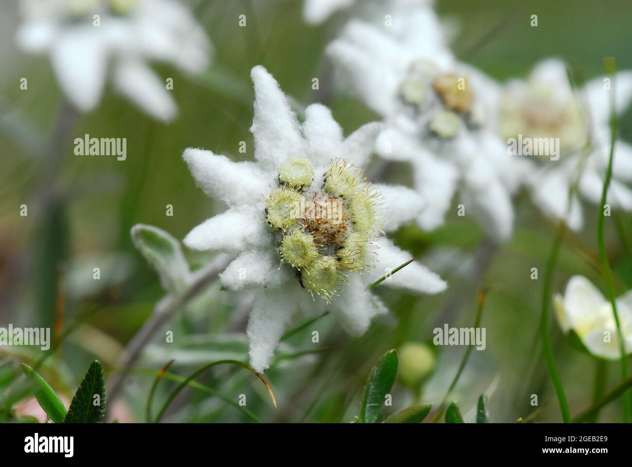 edelweiss, Alpen-Edelweiß, Alps, Austria, Europe Stock Photo