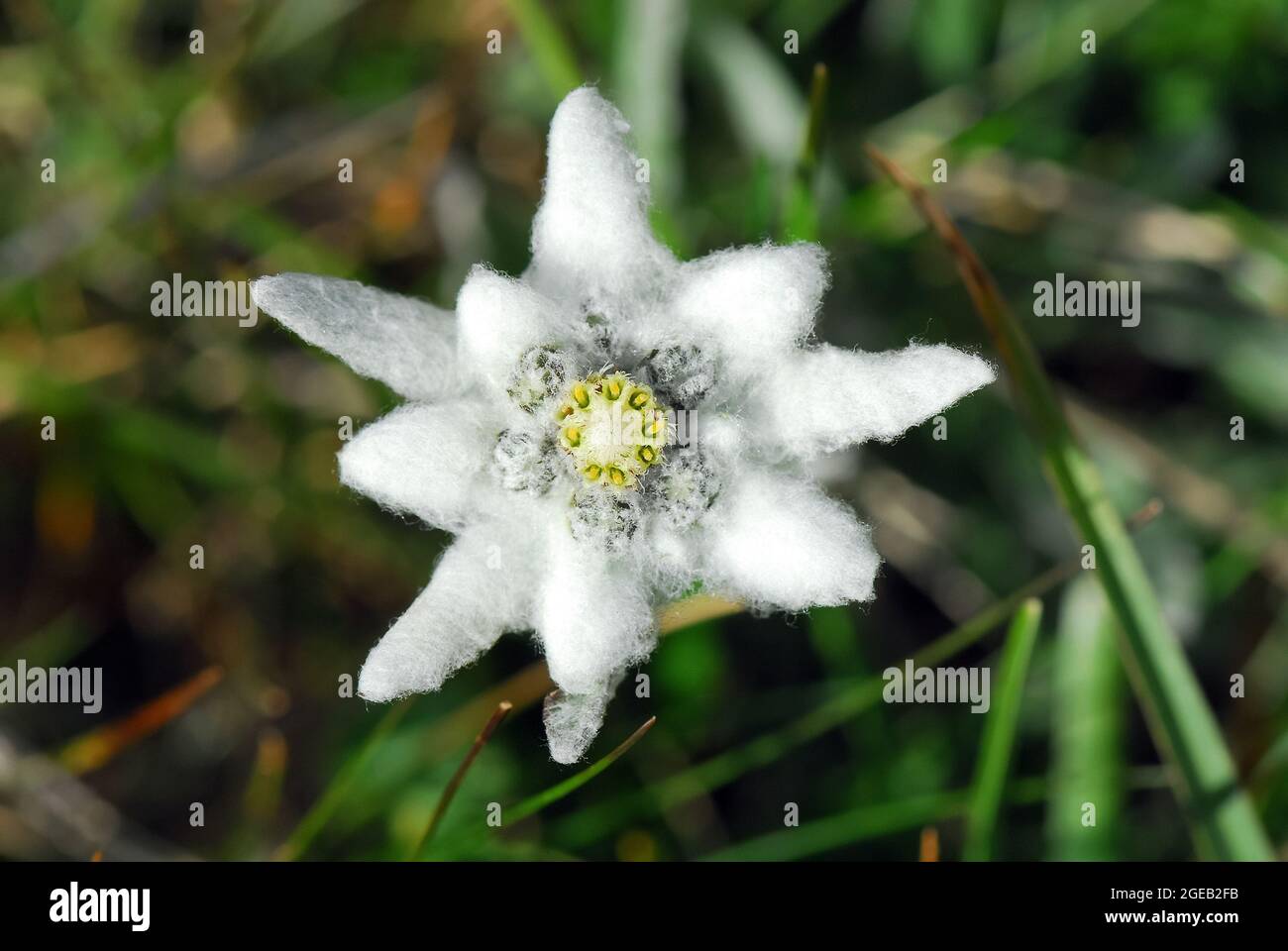 Edelweiss Alpen Edelweiss Alps Austria Europe Stock Photo Alamy