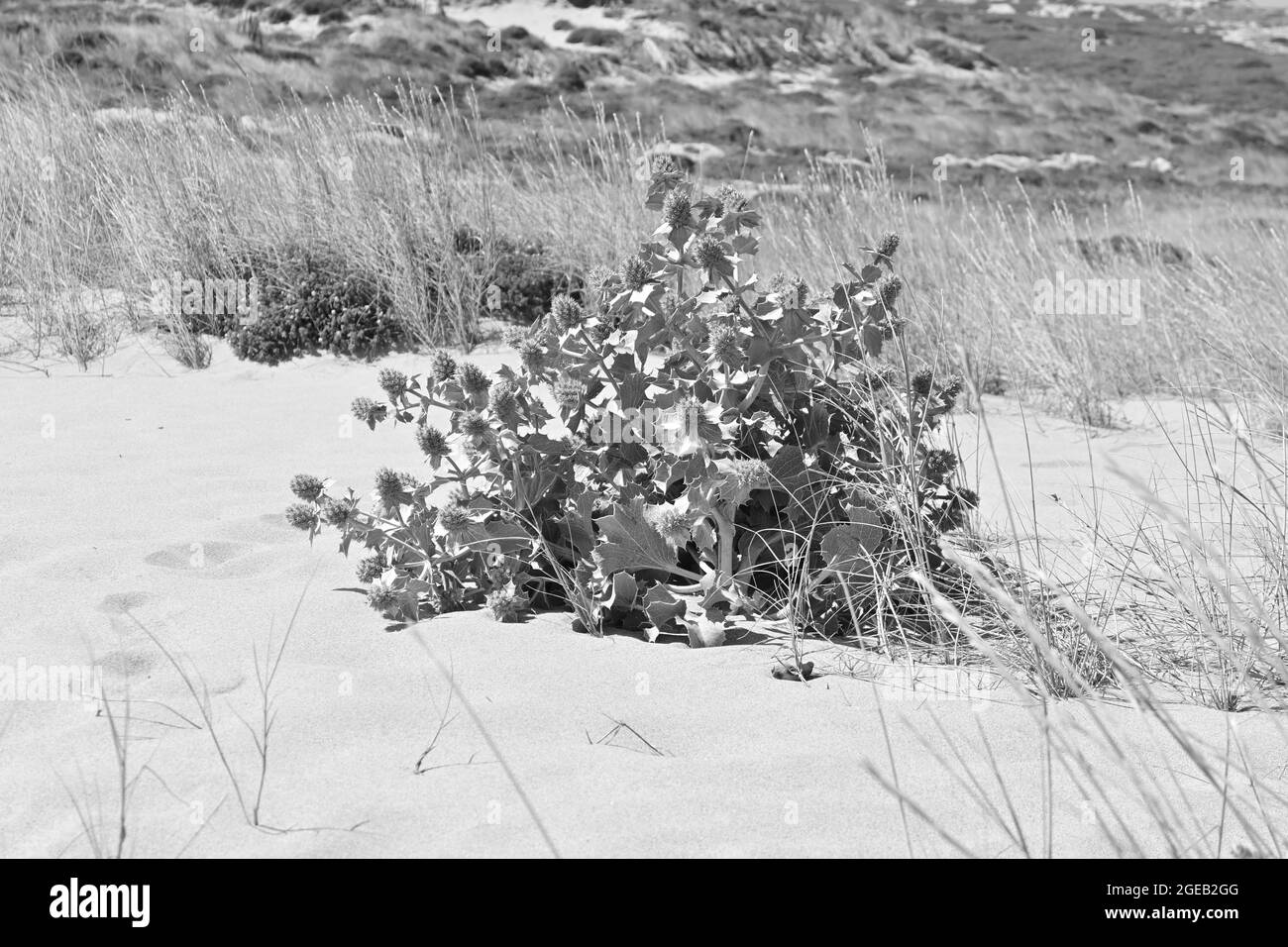 Black and white view of an arid landscape Stock Photo - Alamy