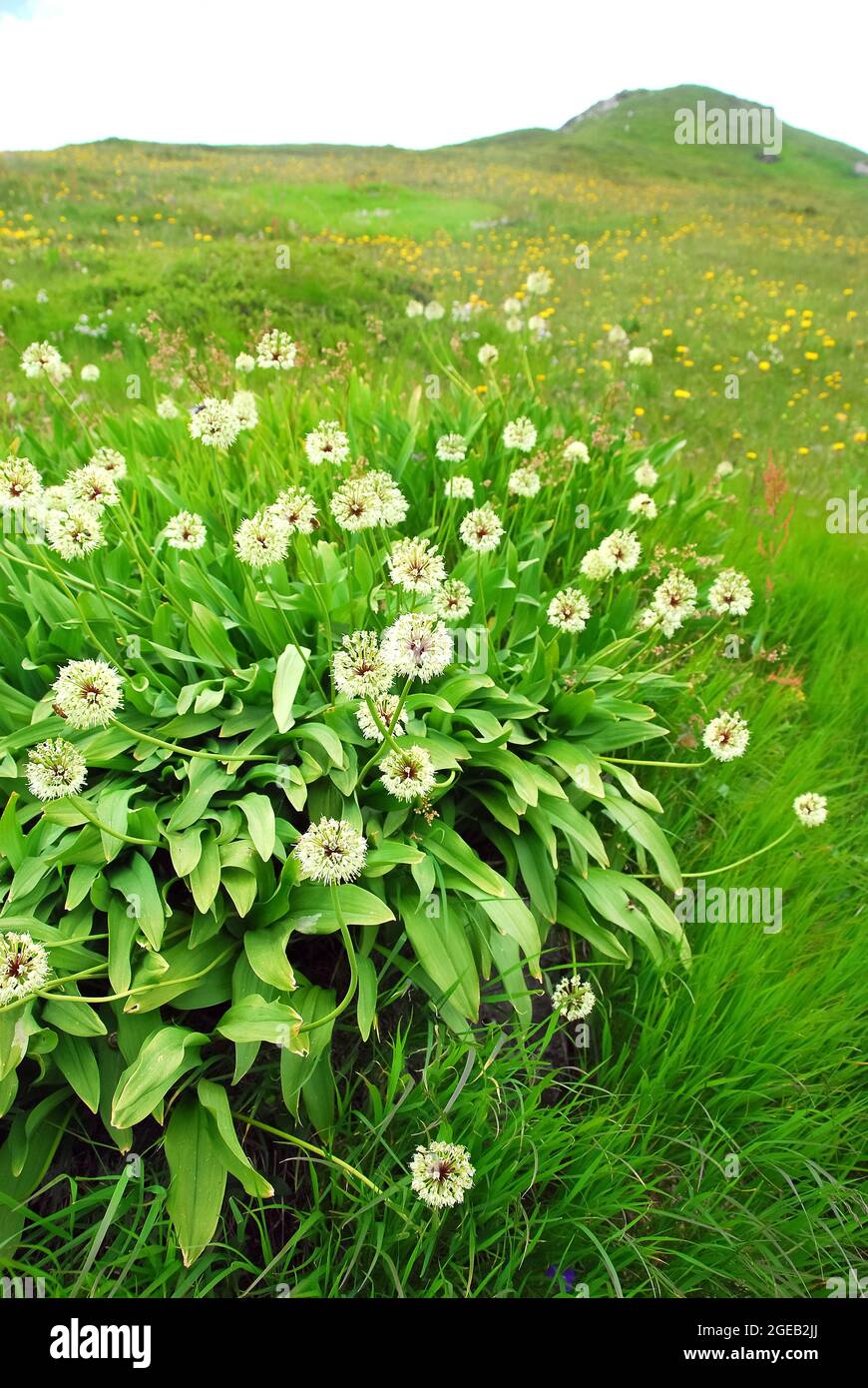 victory onion, Alpine leek, Allermannsharnisch, Allium victorialis, havasi hagyma, Alps, Austria, Europe Stock Photo