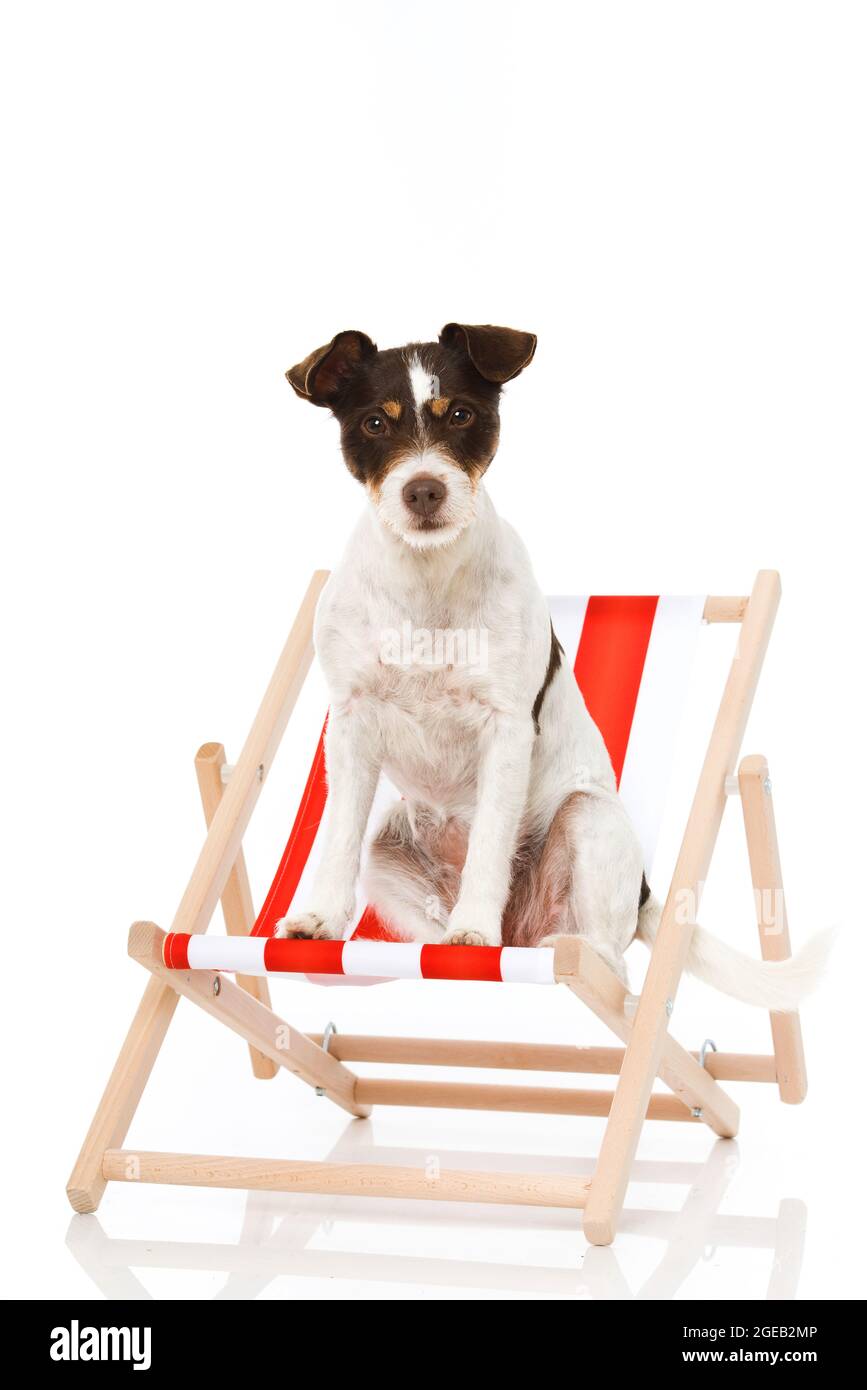 dog deck chair