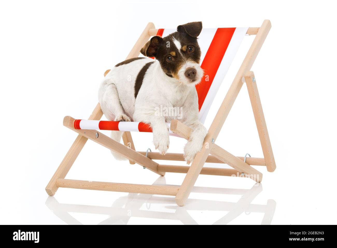 dog deck chair