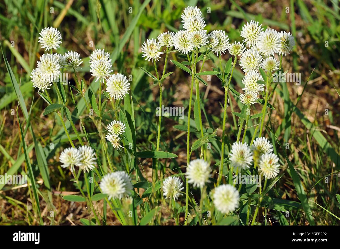 mountain clover, Berg-Klee, hegyi here, Trifolium montanum, Alps, Austria, Europe Stock Photo