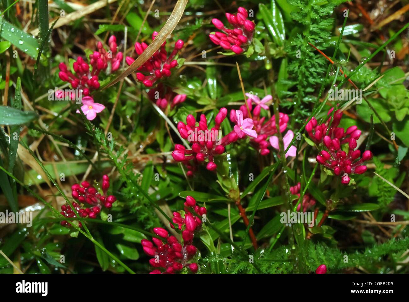 garland flower or rose daphne, Rosmarin-Seidelbast, Daphne cneorum ssp. arbusculoides, henye boroszlán Stock Photo