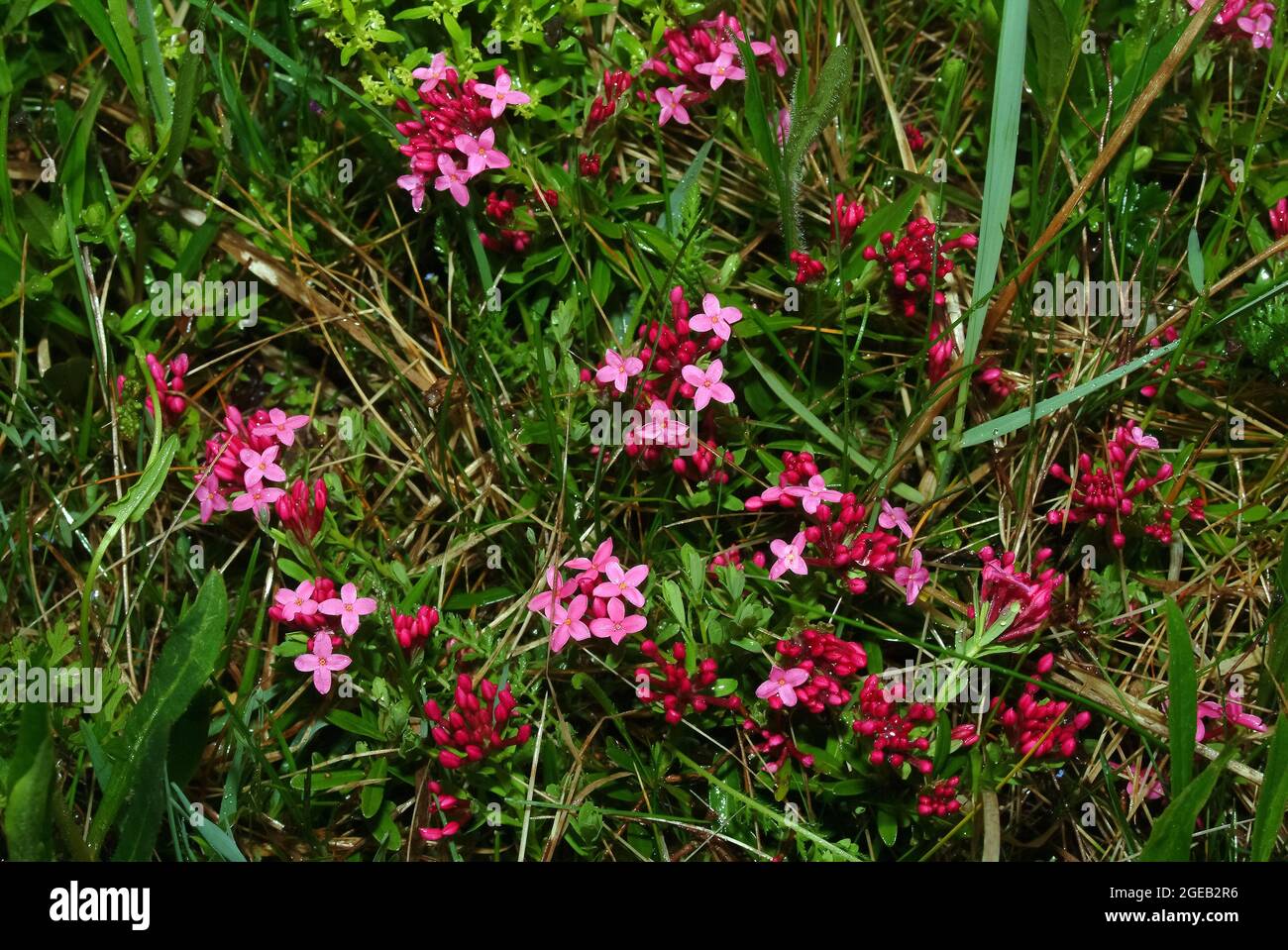 garland flower or rose daphne, Rosmarin-Seidelbast, Daphne cneorum ssp. arbusculoides, henye boroszlán Stock Photo