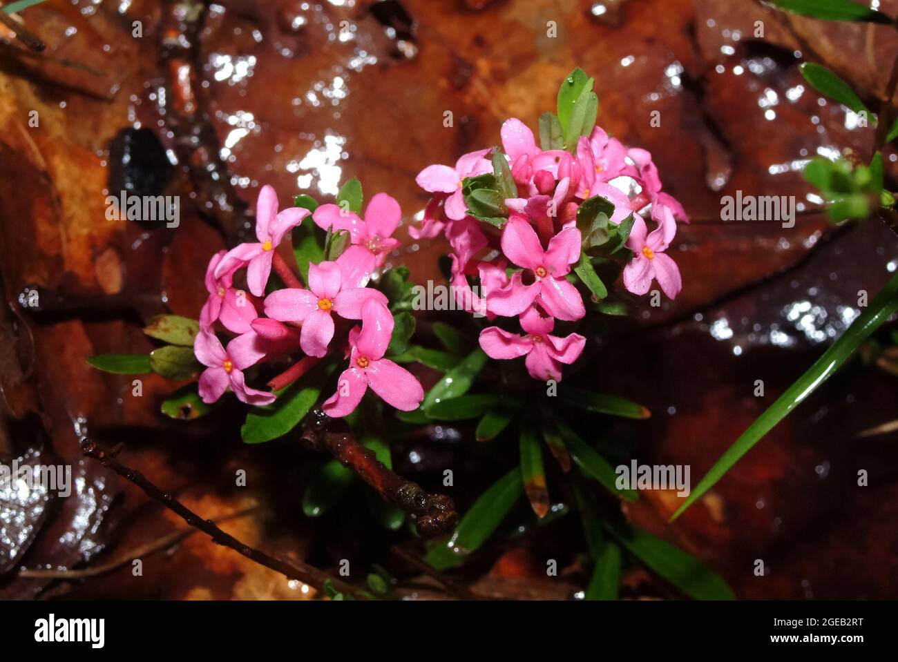 garland flower or rose daphne, Rosmarin-Seidelbast, Daphne cneorum ssp. arbusculoides, henye boroszlán Stock Photo