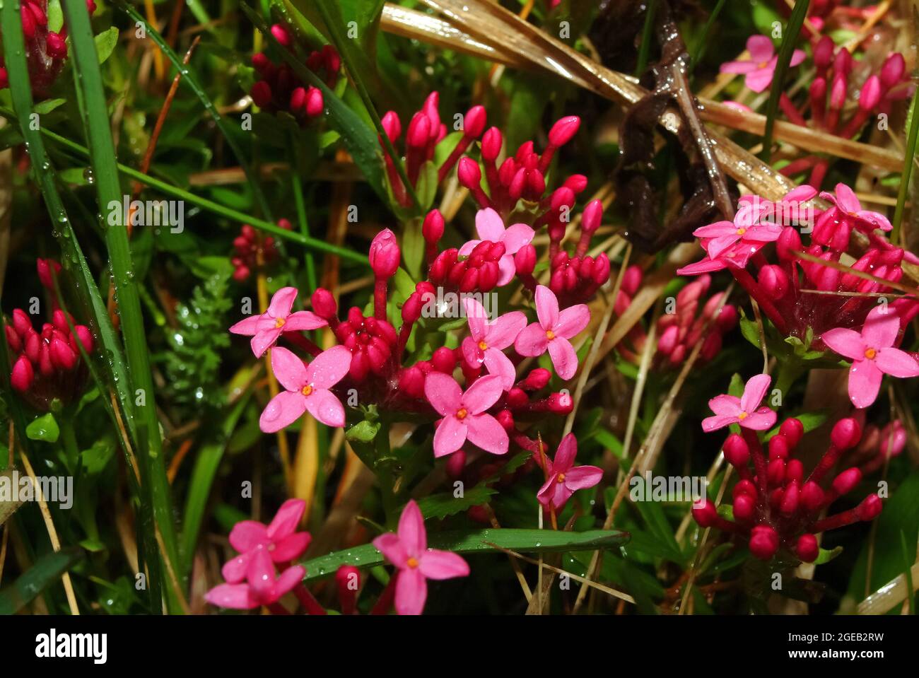 garland flower or rose daphne, Rosmarin-Seidelbast, Daphne cneorum ssp. arbusculoides, henye boroszlán Stock Photo