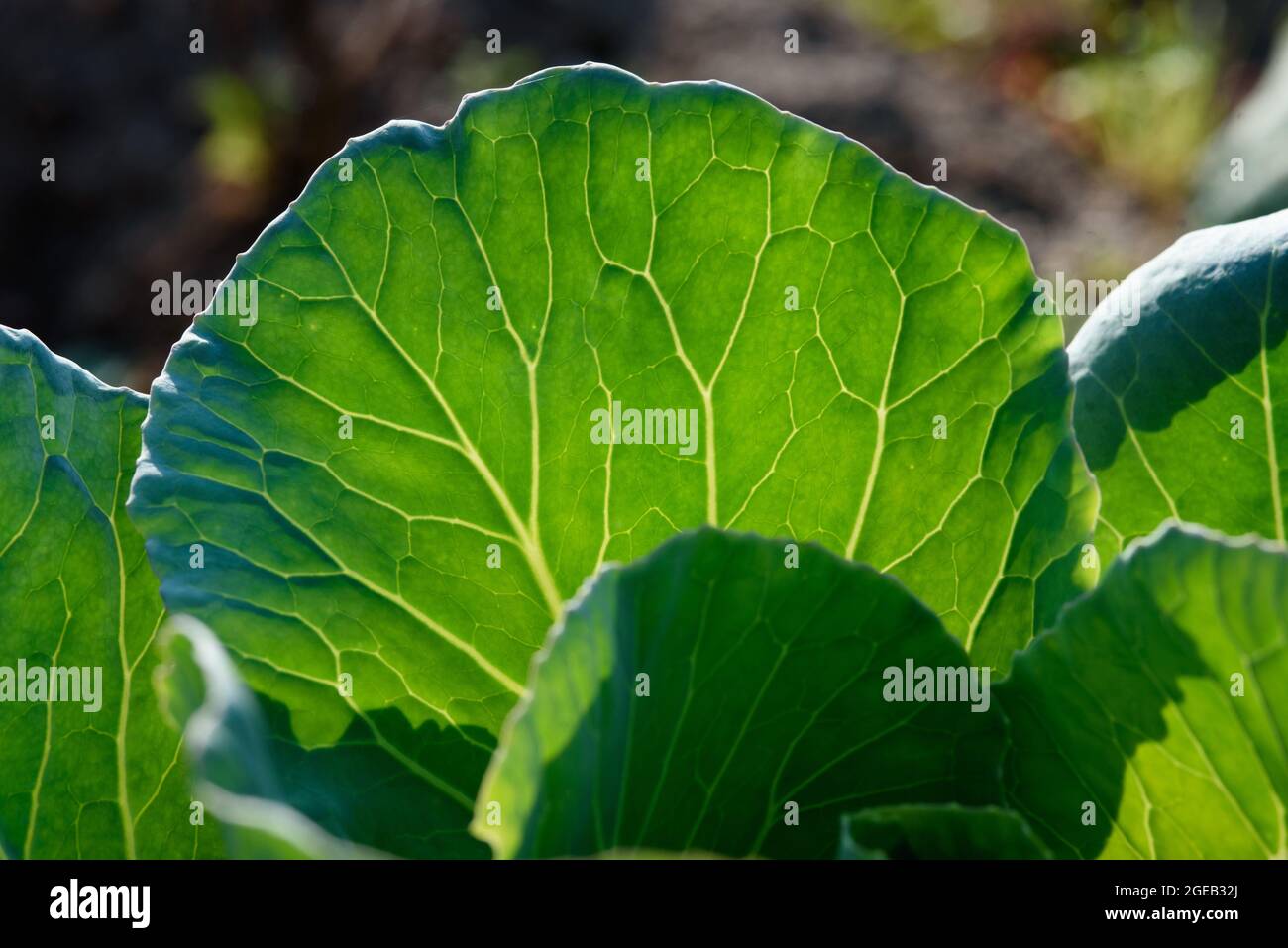 Close up background. Green leaf of cabbage in the backlight with streaks and holes eaten by insects. Stock Photo