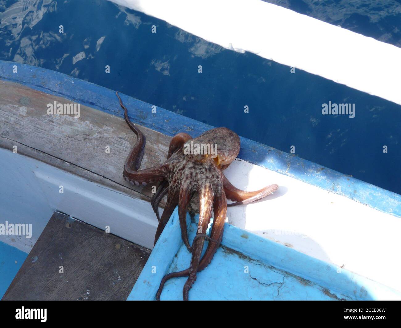 common octopus, Octopus vulgaris, escapes from fishing boat offshore ...