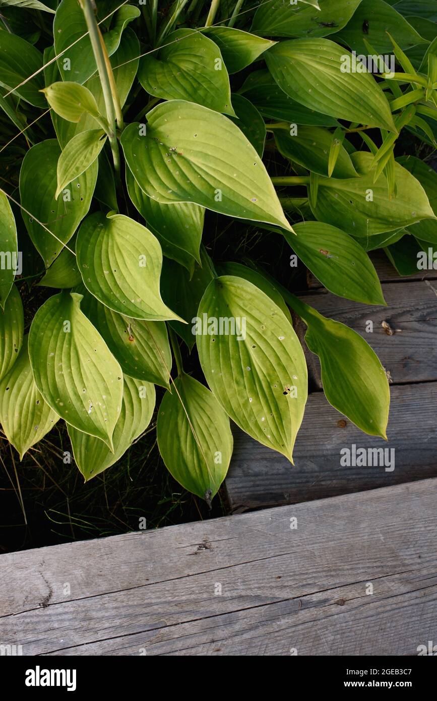 Host plant hi-res stock photography and images - Alamy