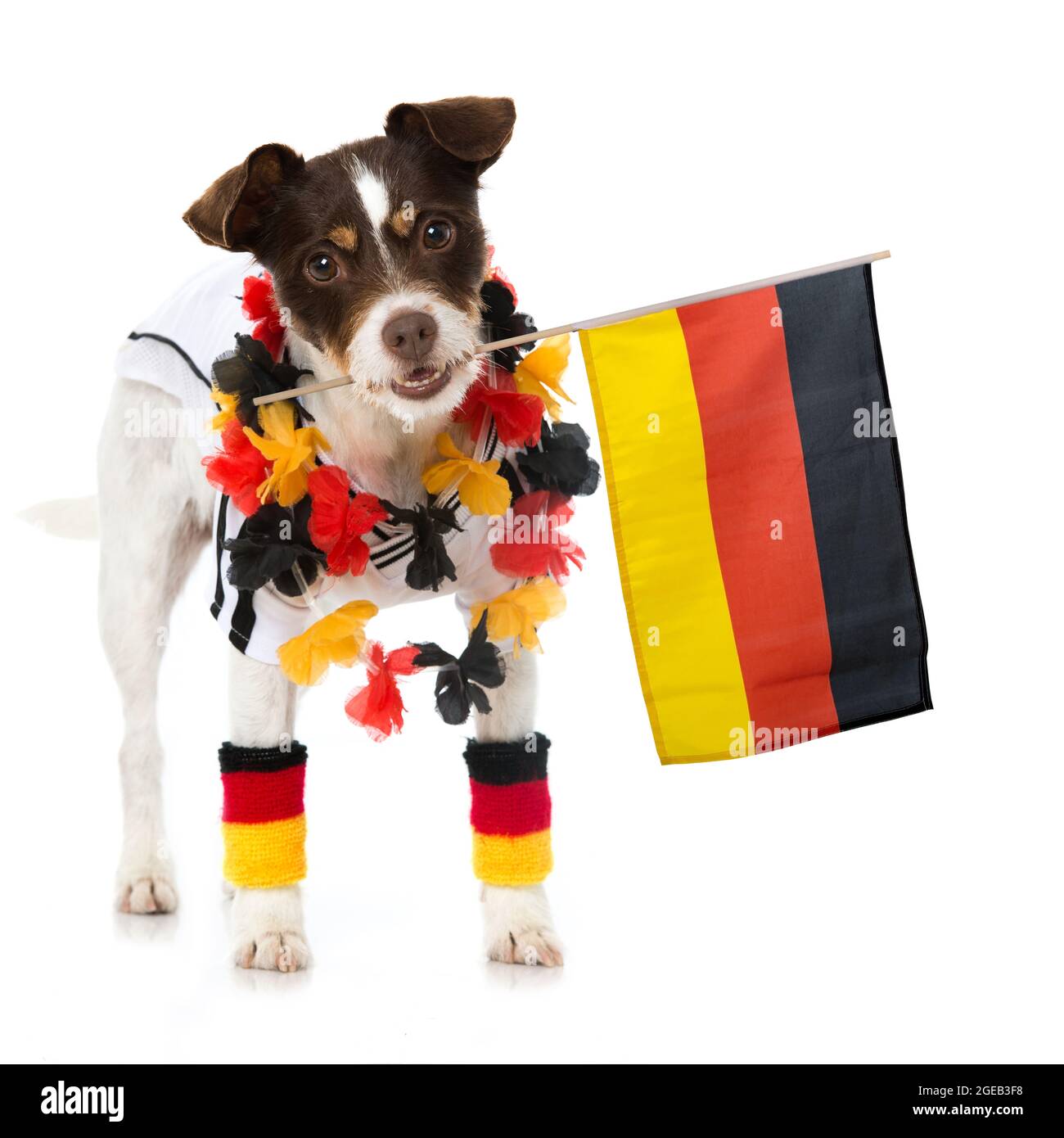 Cute dog with german soccer outfit isolated on white Stock Photo Alamy