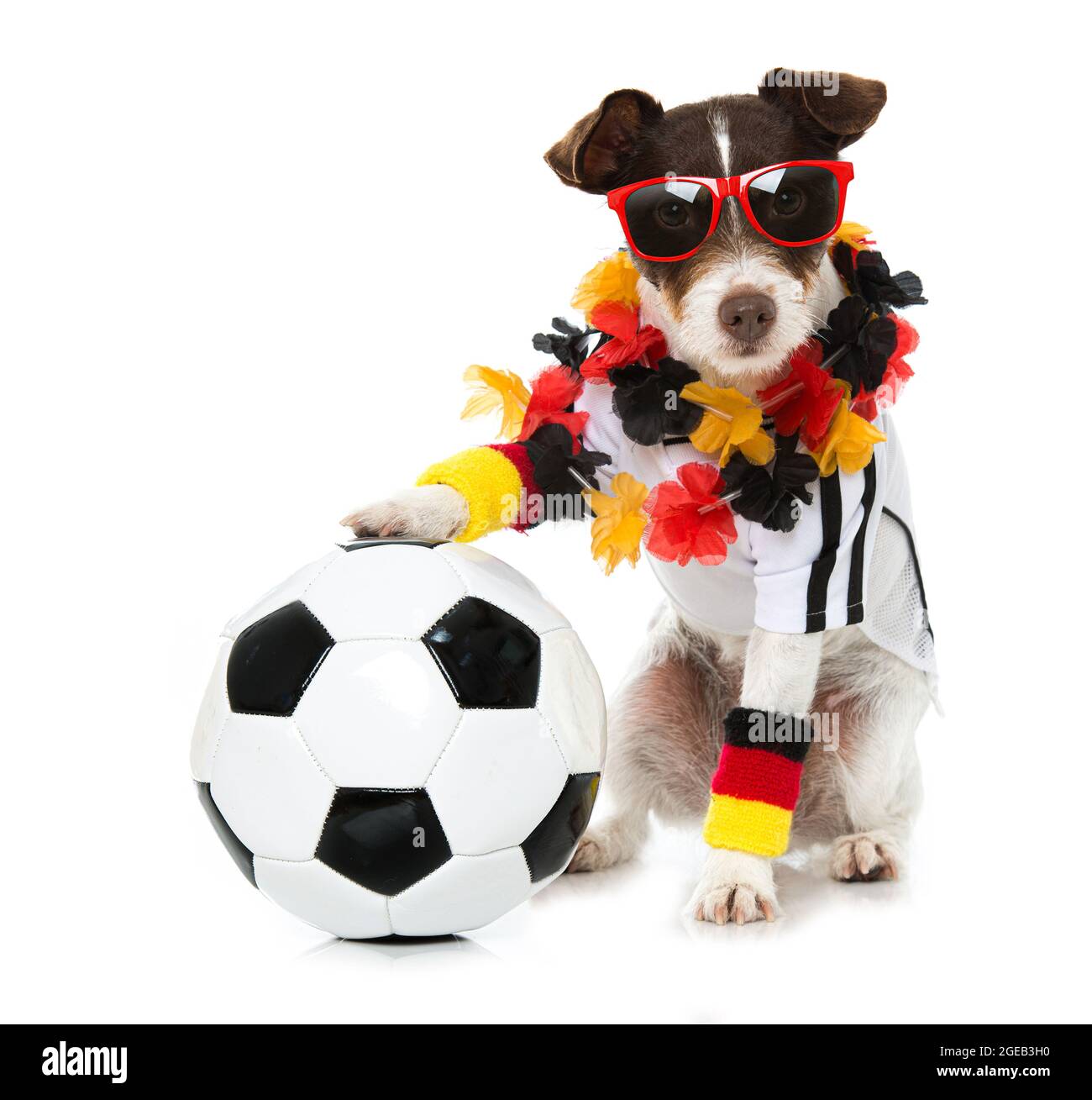 Cute dog with german soccer outfit isolated on white Stock Photo ...