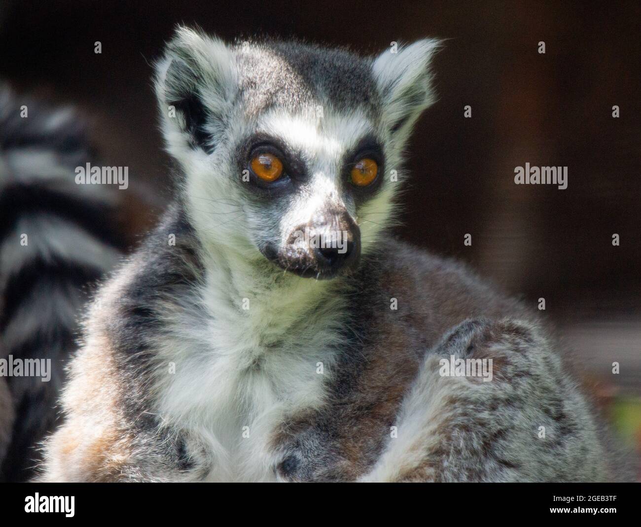 Furry Lemur Stock Photo