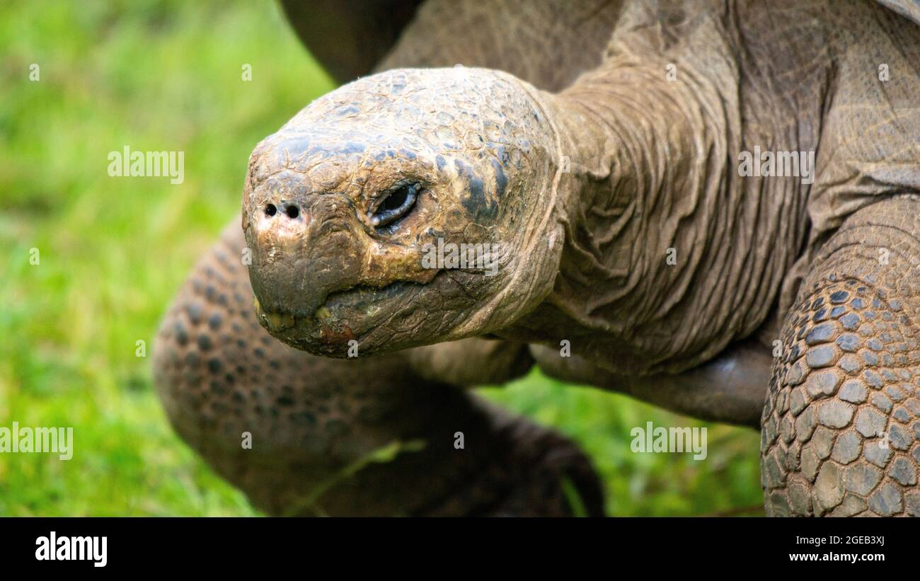 Giant Turtle taking a Stroll Stock Photo