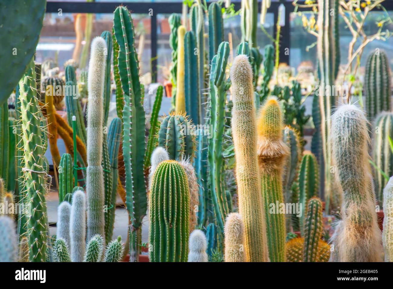 Many types and varieties of pillar cacti Stock Photo Alamy
