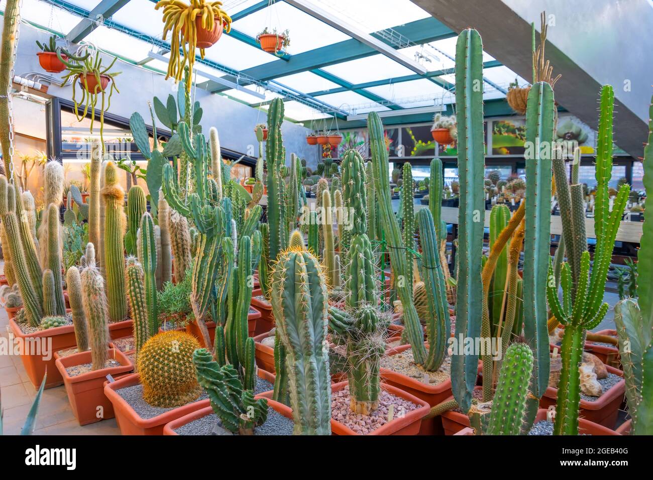 Many types and varieties of pillar cacti Stock Photo Alamy