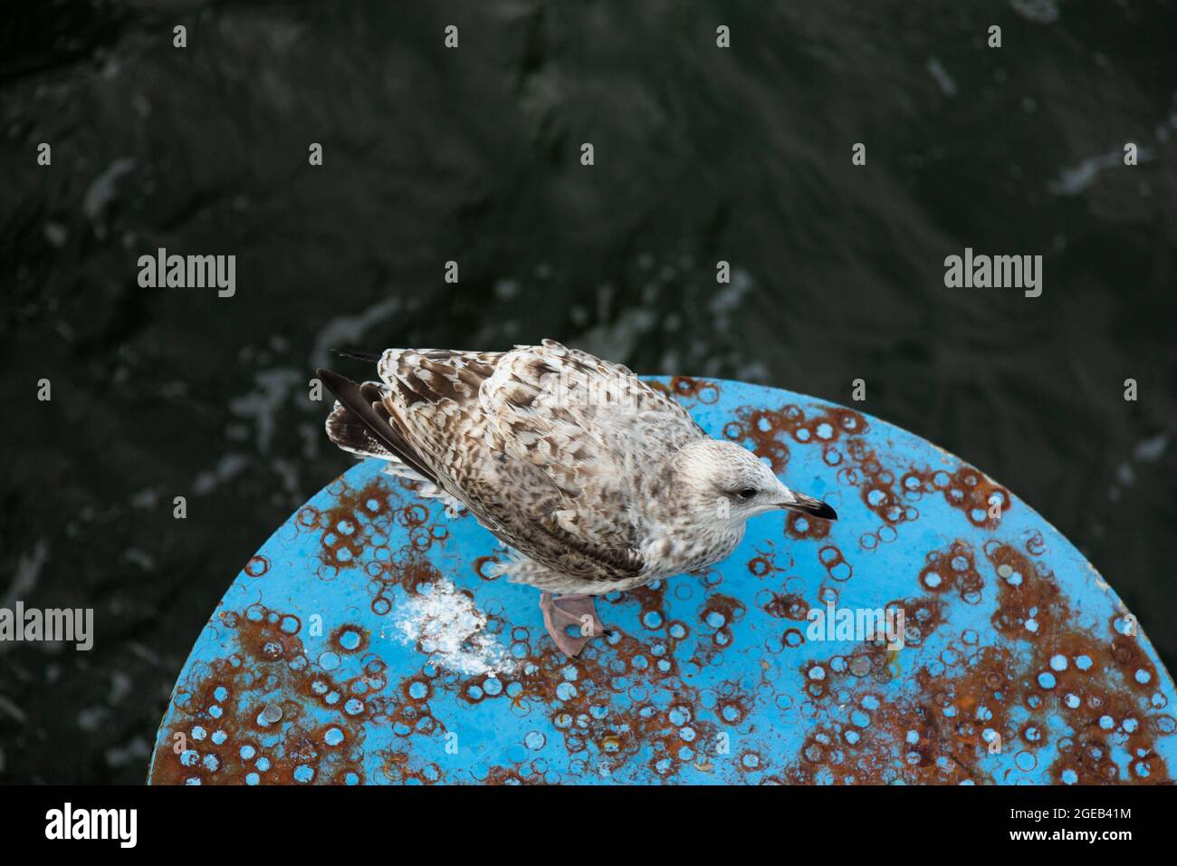 A young herring gull stands on a round blue rusty metal platform. Stock Photo