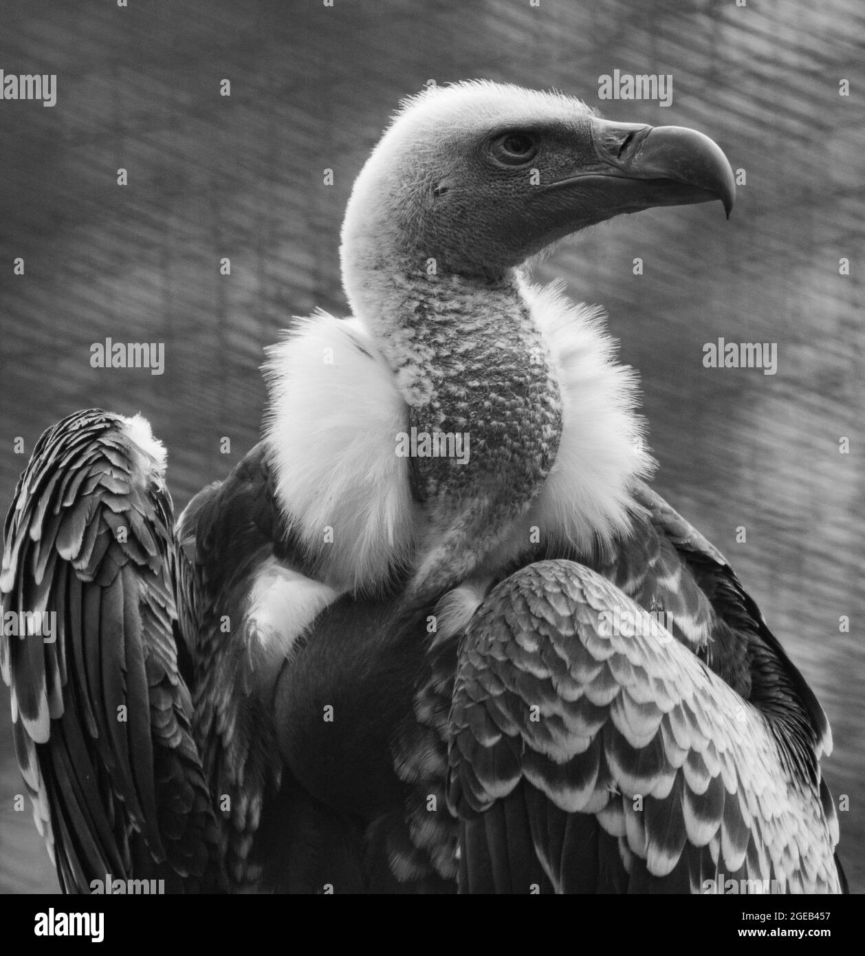 Large Vulture Stading Proud Stock Photo